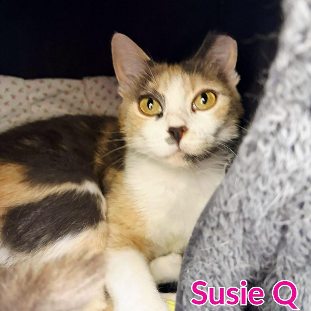 Susie Q, a Adoptable mixed breed in North Saint Paul, MN image 2/5