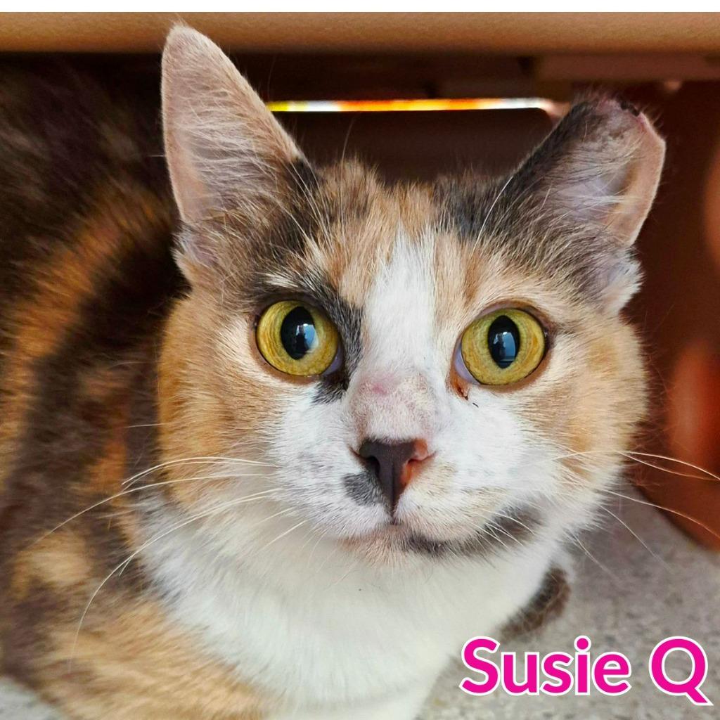 Susie Q, a Adoptable mixed breed in North Saint Paul, MN image 3/5
