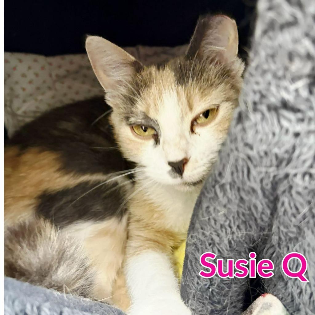 Susie Q, a Adoptable mixed breed in North Saint Paul, MN image 4/5