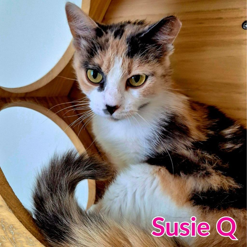 Susie Q, a Adoptable mixed breed in North Saint Paul, MN image 5/5