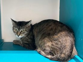Tempest, Adoptable, Adult Female Domestic Short Hair.