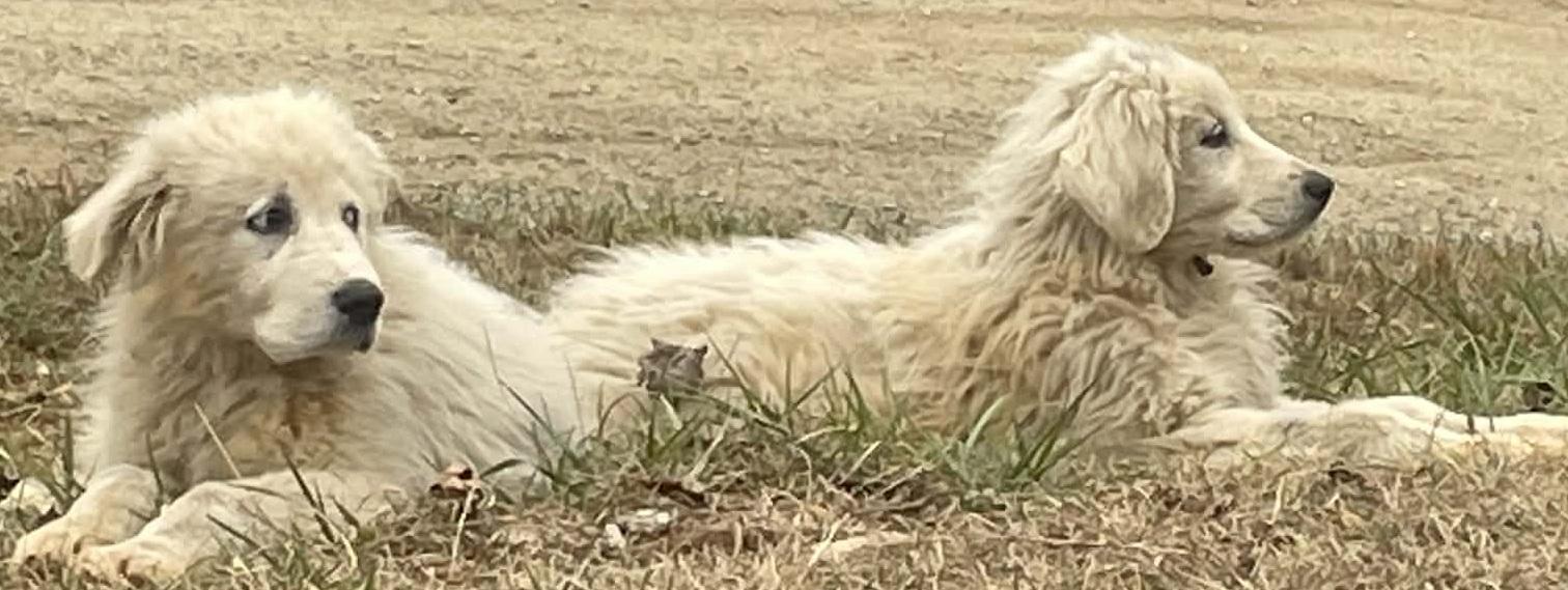 Enlarge Remi, a Adoptable Great Pyrenees in Claremont, NC image 2/3