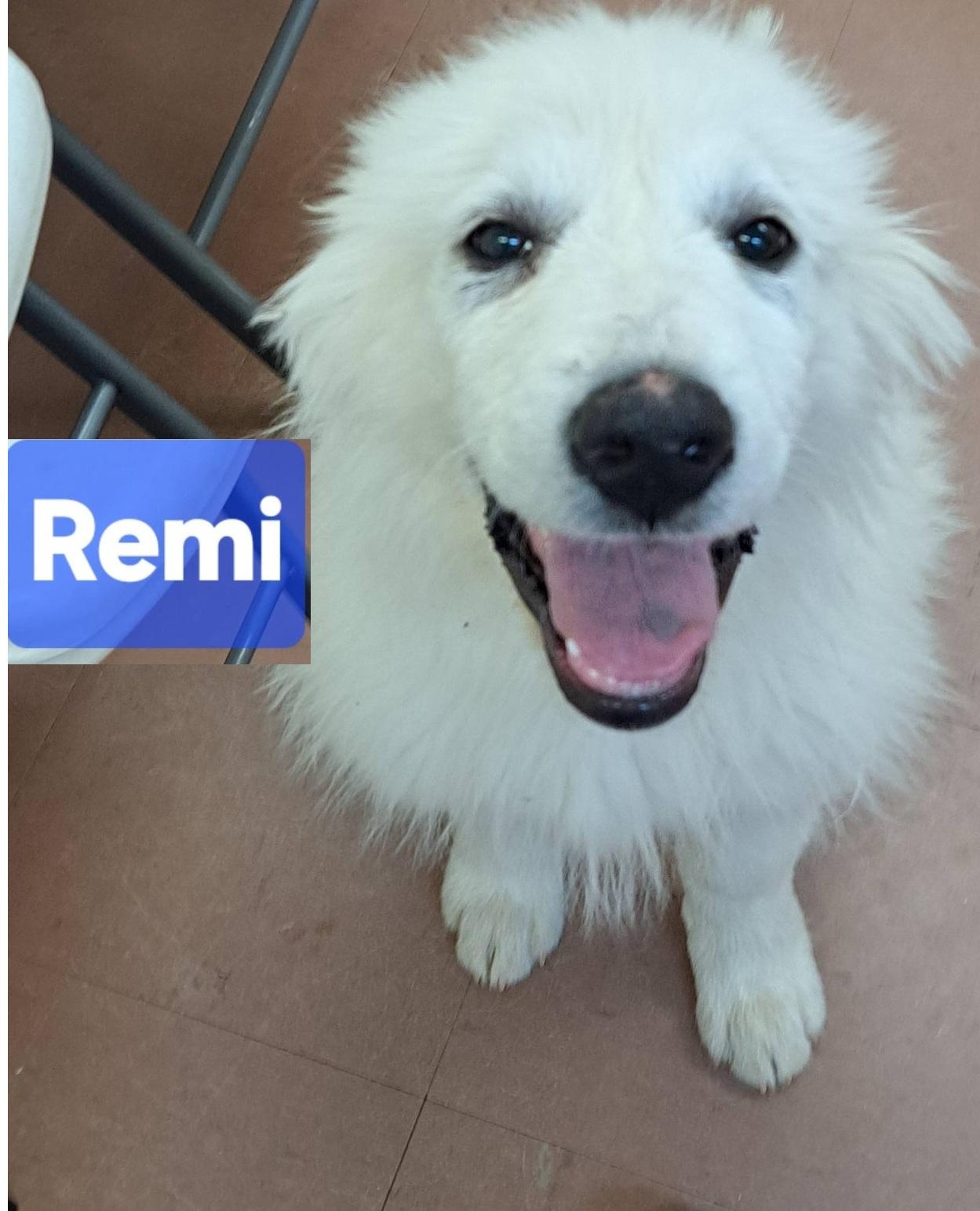 Remi, Adoptable, Puppy Male Great Pyrenees.
