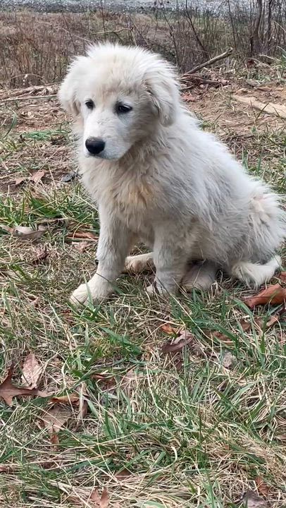 Enlarge Remi, a Adoptable Great Pyrenees in Claremont, NC video 3/3