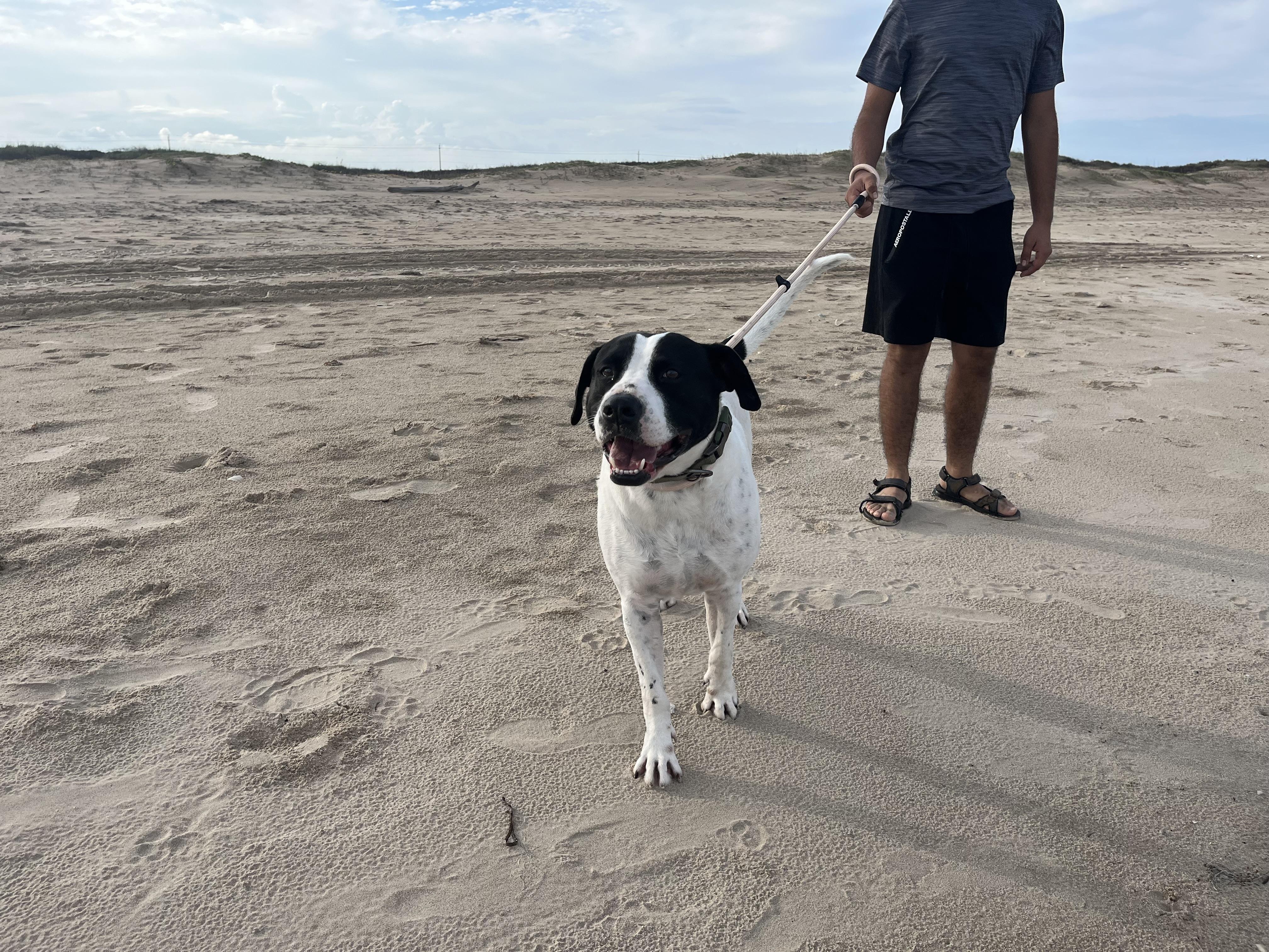 Enlarge Rigo, a Adoptable mixed breed in Harlingen, TX image 3/6