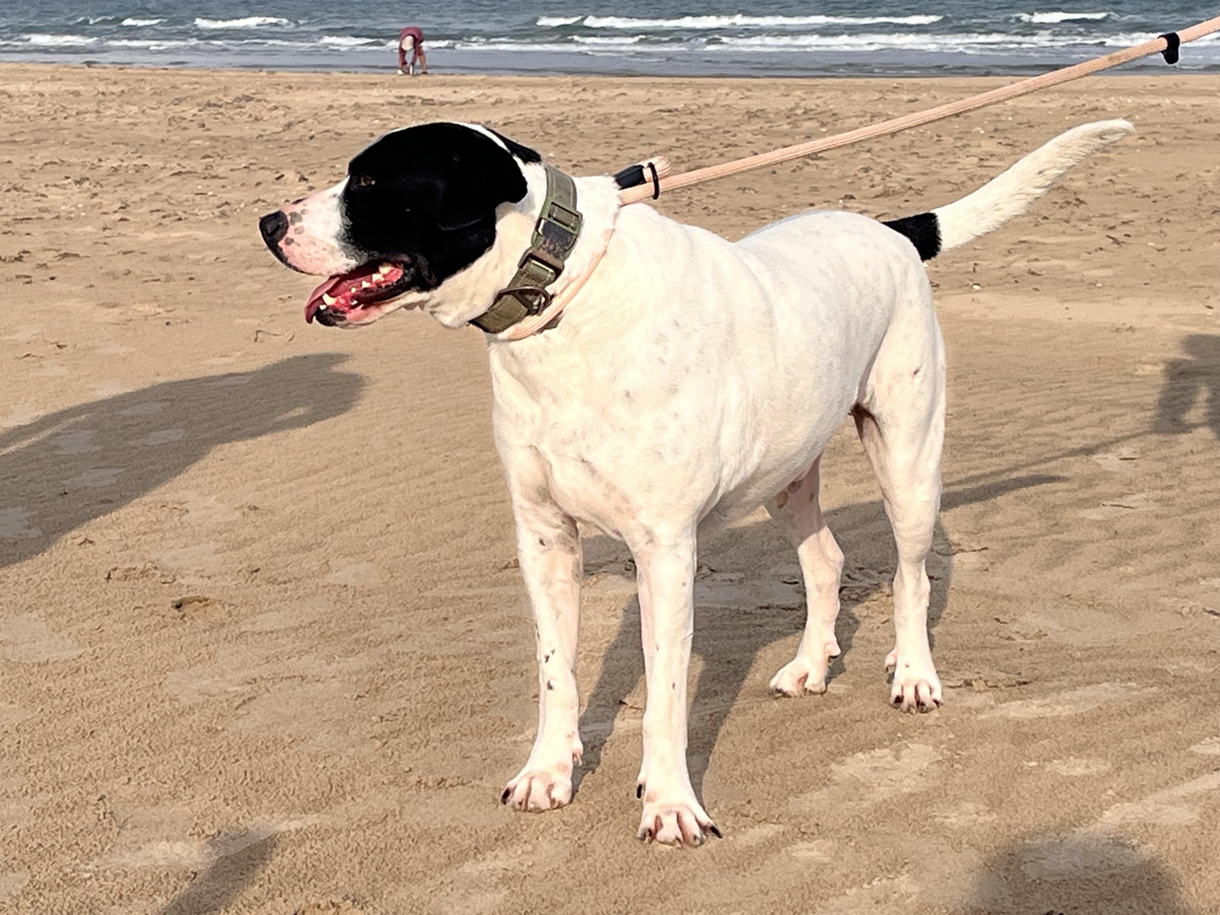Enlarge Rigo, a Adoptable mixed breed in Harlingen, TX image 4/6