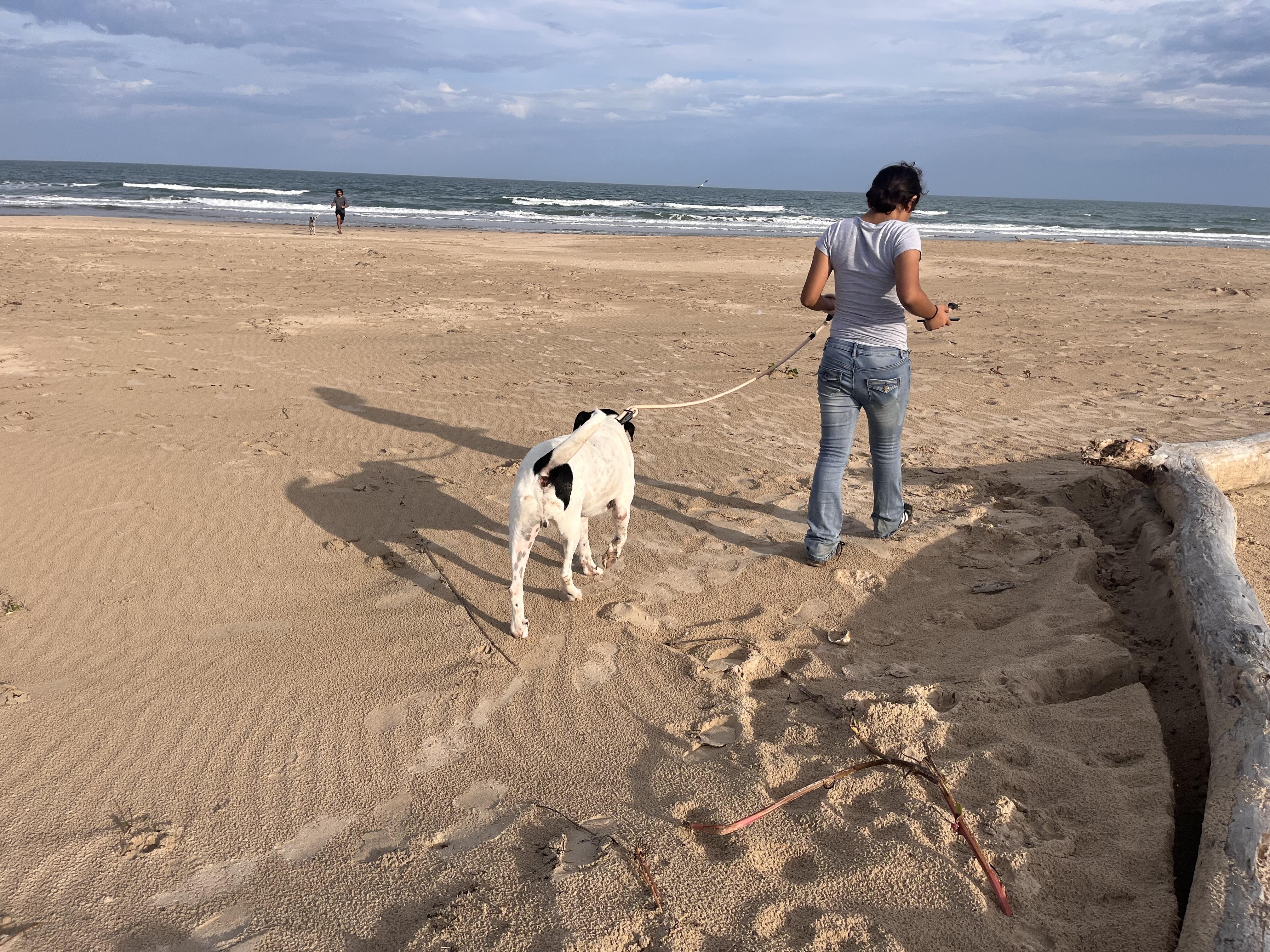 Enlarge Rigo, a Adoptable mixed breed in Harlingen, TX image 5/6