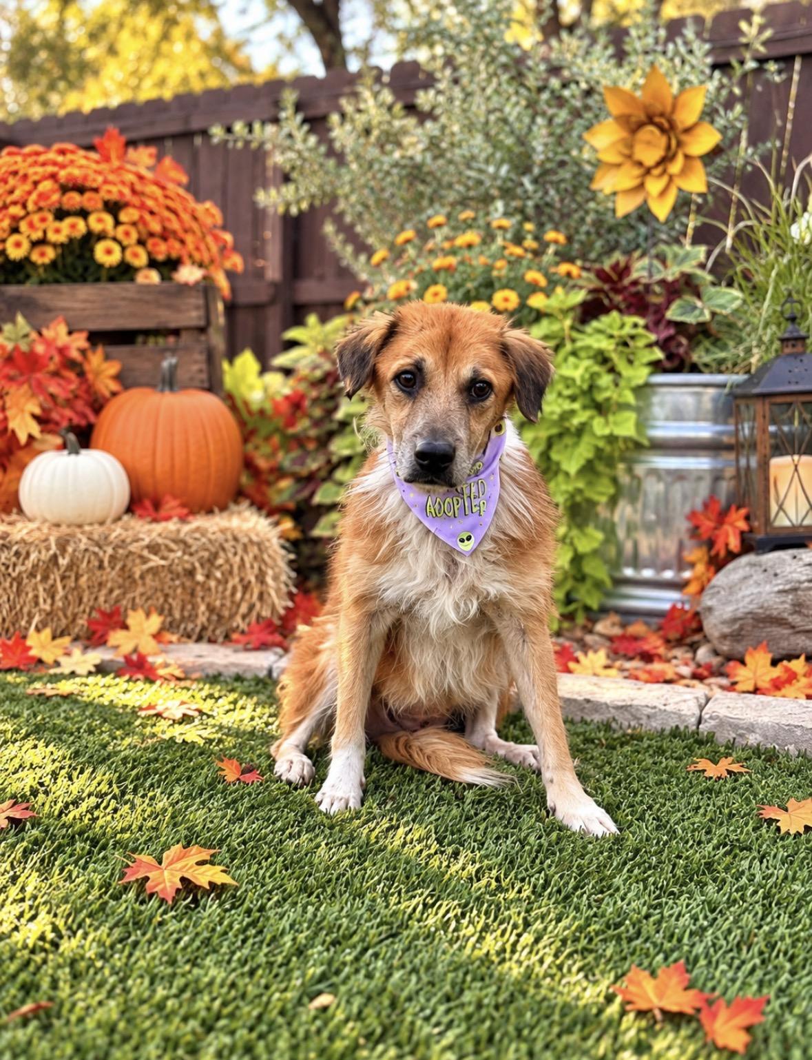 Lassie, Adoptable, Senior Female Border Collie & Shepherd.