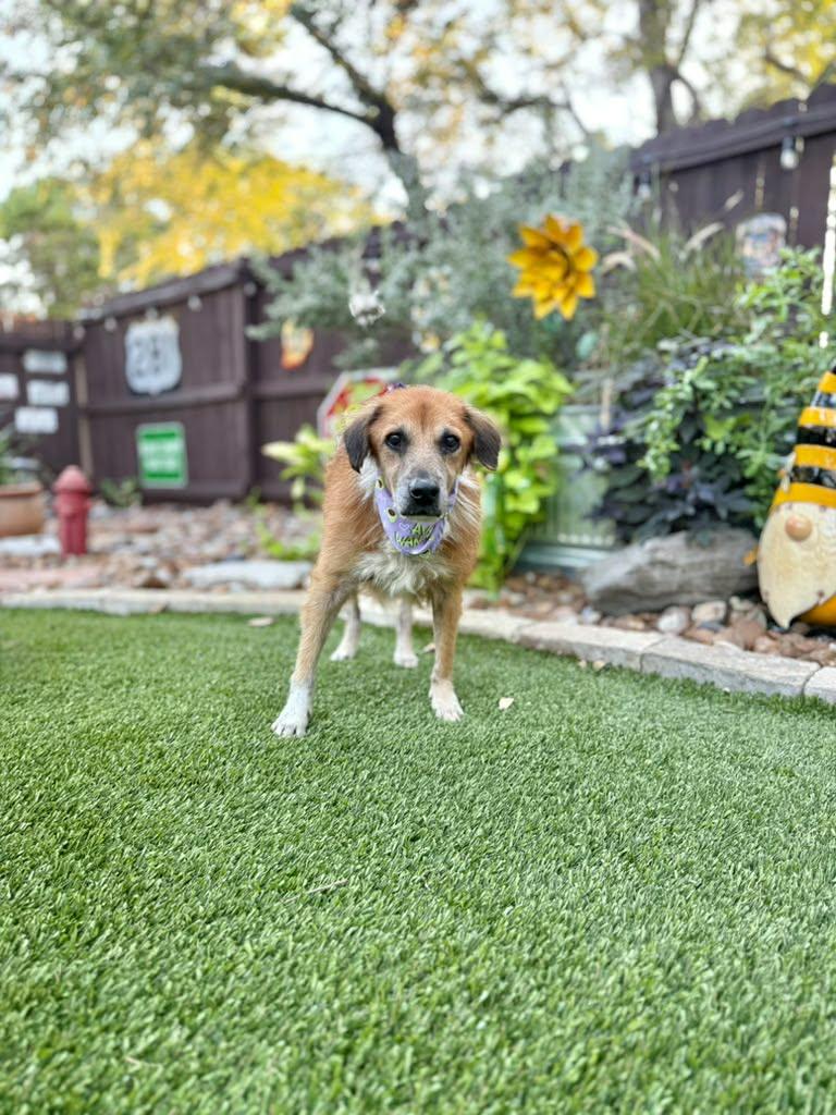Enlarge Lassie, a Adoptable mixed breed in Clinton, CT image 4/4