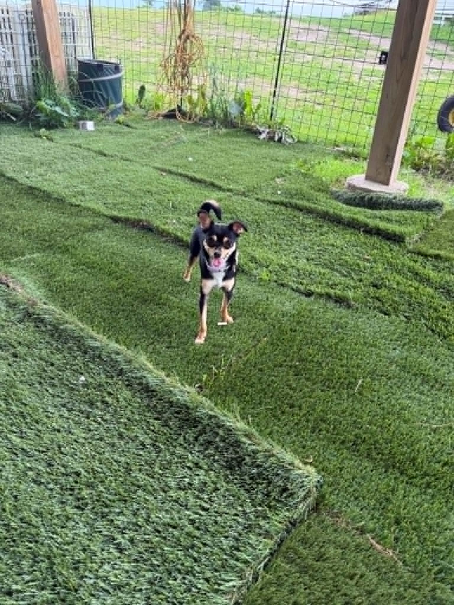 Corksicle, an adopted Chihuahua in Lisle, ON image 3/4