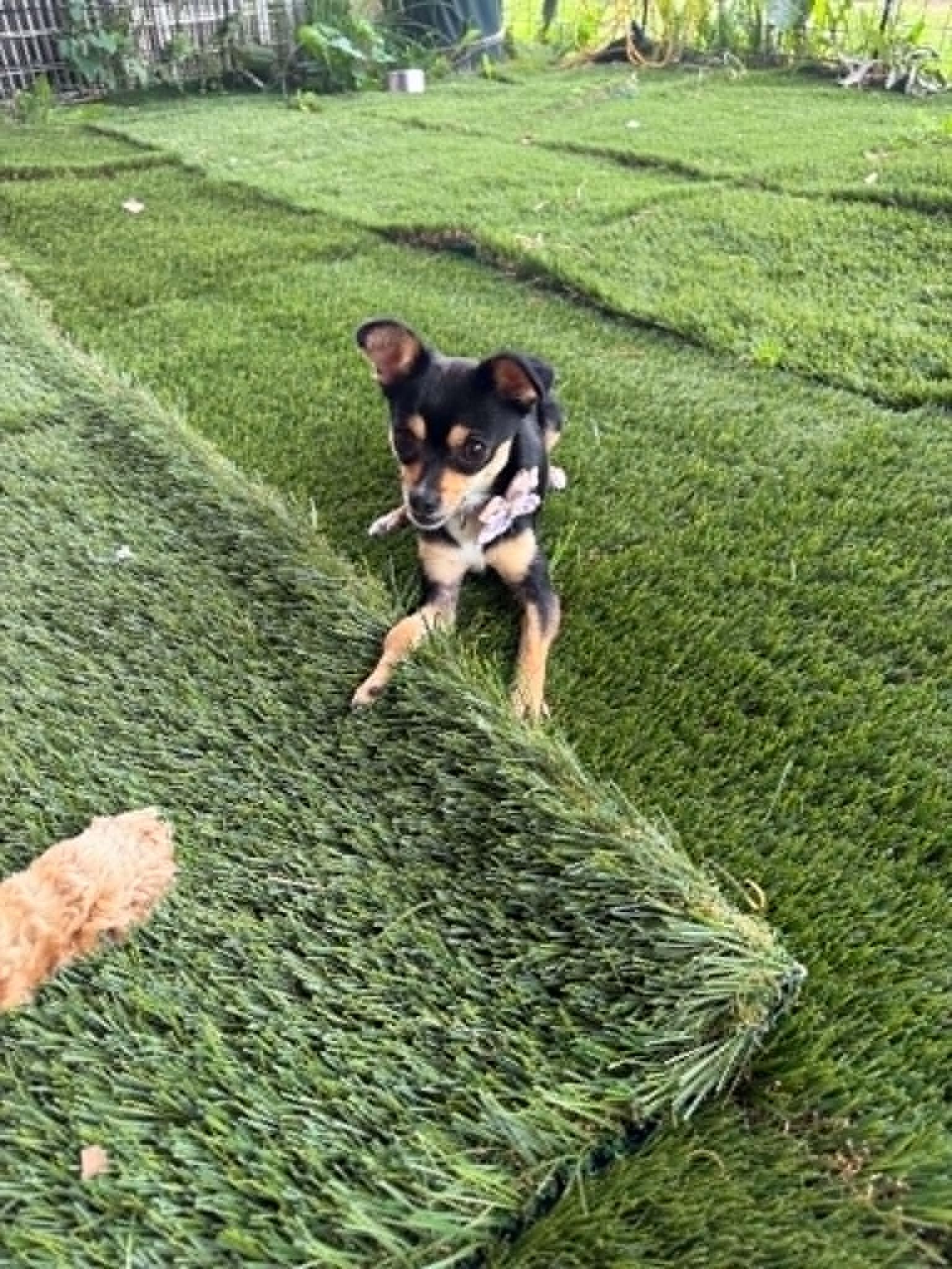 Corksicle, an adopted Chihuahua in Lisle, ON image 1/4