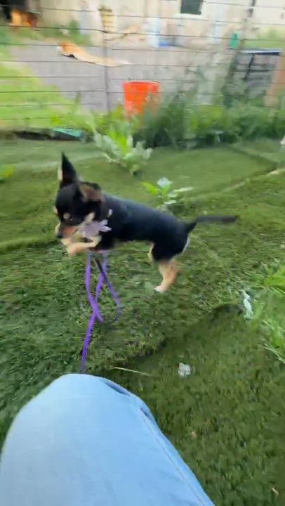 Enlarge Corksicle, an adopted Chihuahua in Lisle, ON video 4/4