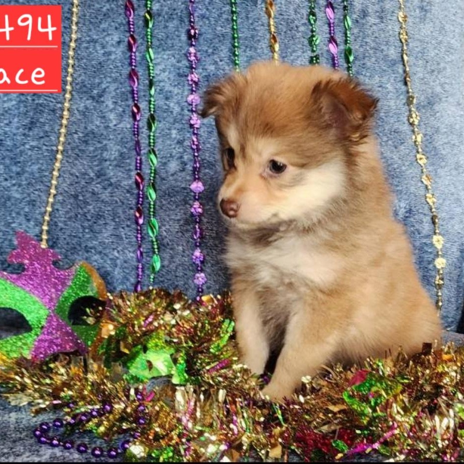 Enlarge Grace, a Adoptable mixed breed in Spokane, WA image 4/5