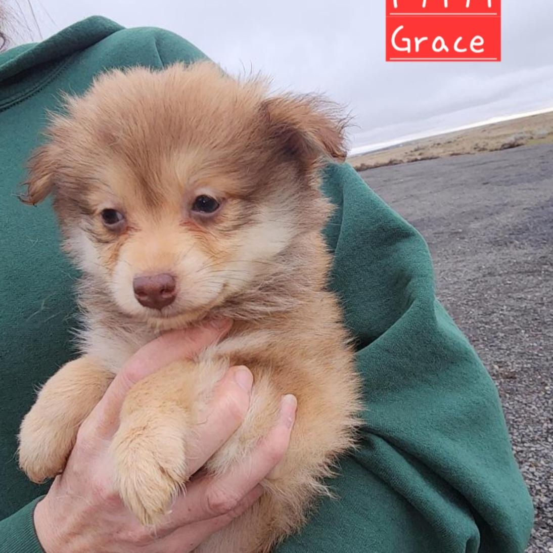 Enlarge Grace, a Adoptable mixed breed in Spokane, WA image 5/5