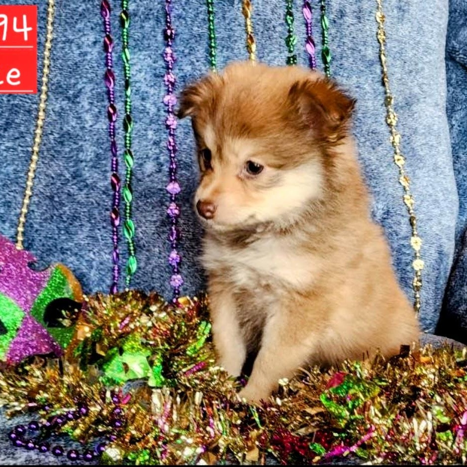 Enlarge Grace, a Adoptable mixed breed in Spokane, WA image 3/5