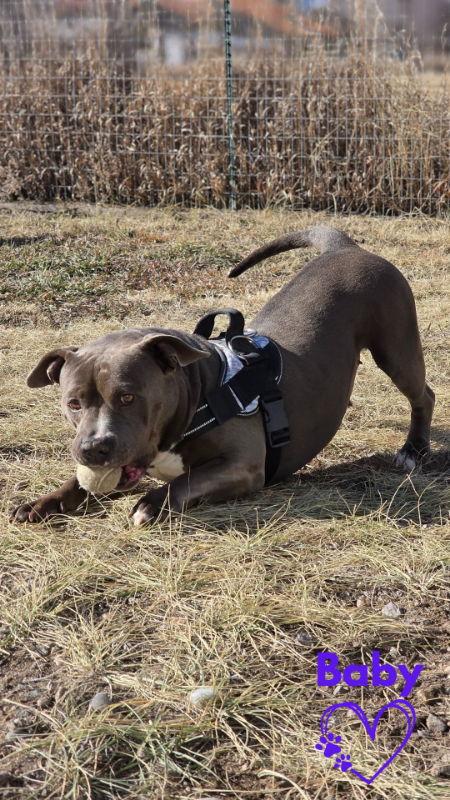 Baby, a Adoptable Pit Bull Terrier in Monte Vista, CO image 1/3