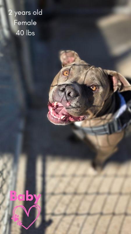 Baby, a Adoptable Pit Bull Terrier in Monte Vista, CO image 3/3