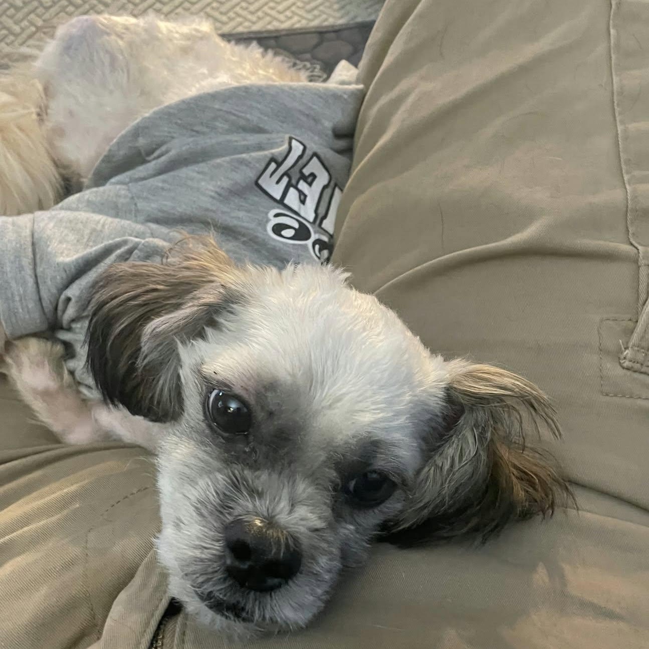 Enlarge Trilogy, a Adoptable Shih Tzu in hilton, NY image 1/6