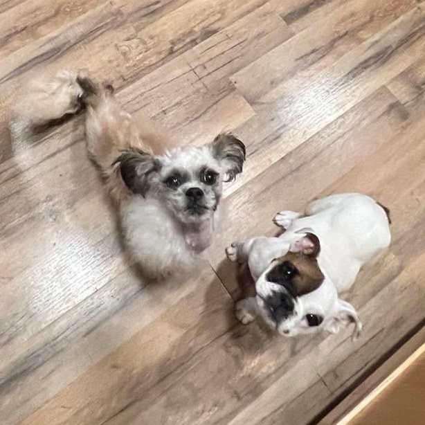 Enlarge Trilogy, a Adoptable Shih Tzu in hilton, NY image 4/6