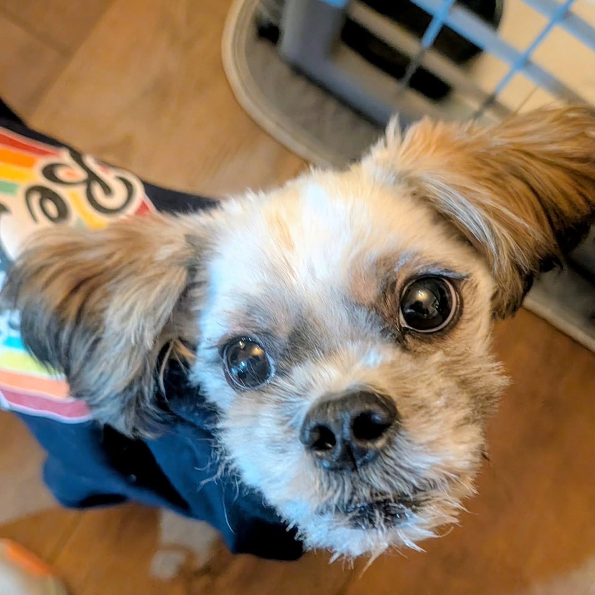 Enlarge Trilogy, a Adoptable Shih Tzu in hilton, NY image 2/6