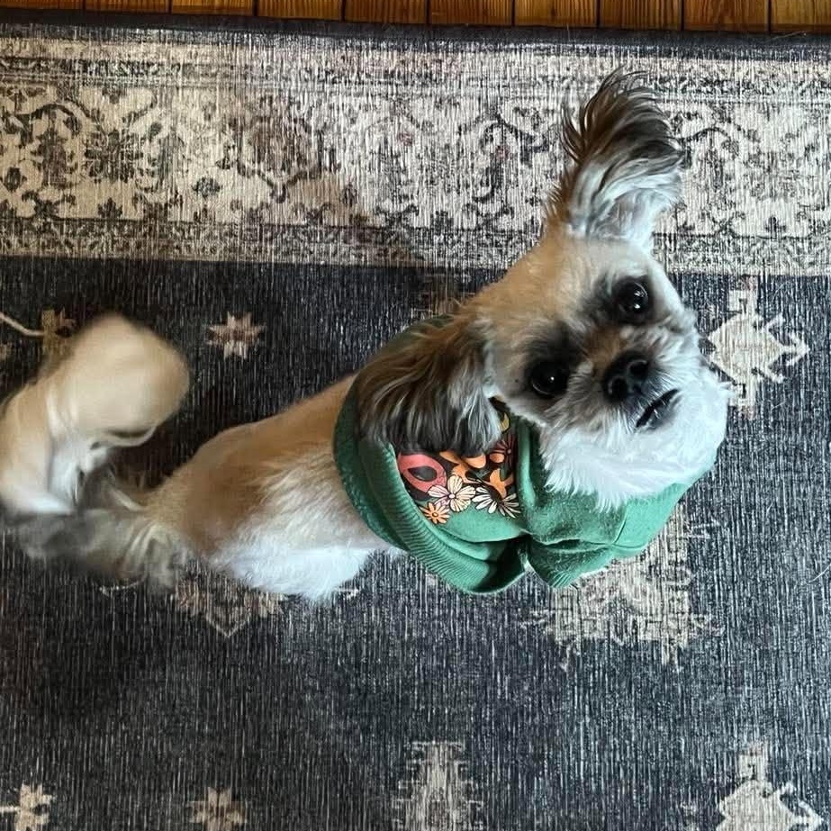 Enlarge Trilogy, a Adoptable Shih Tzu in hilton, NY image 5/6