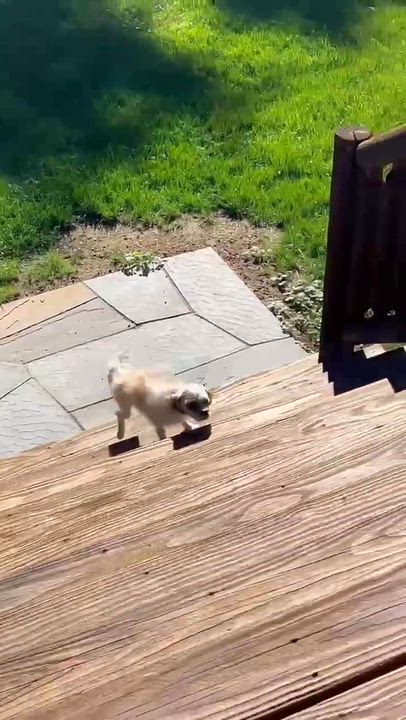 Enlarge Trilogy, a Adoptable Shih Tzu in hilton, NY video 6/6