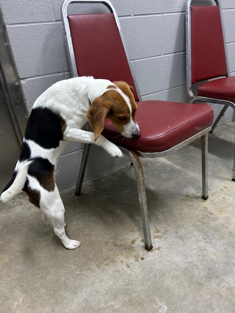 Enlarge Laredo, a ADOPTABLE Beagle in Bryan, OH image 3/3