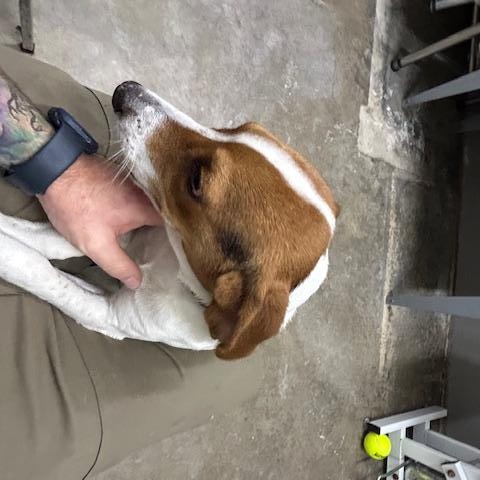 Enlarge Laredo, a ADOPTABLE Beagle in Bryan, OH image 1/3