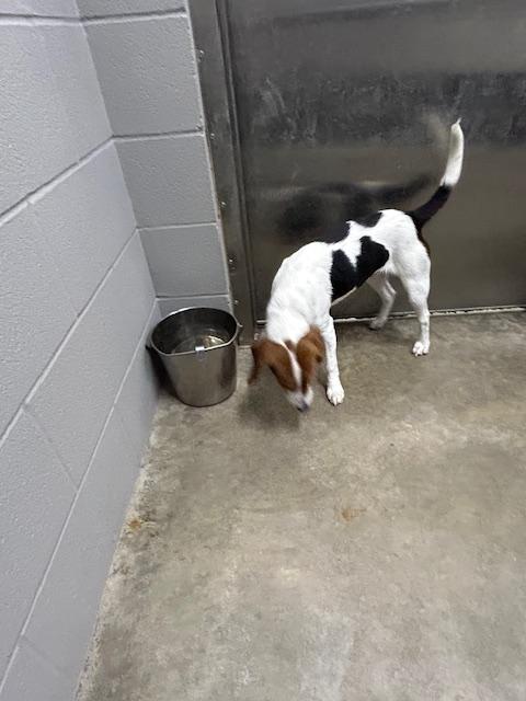 Enlarge Laredo, a ADOPTABLE Beagle in Bryan, OH image 2/3