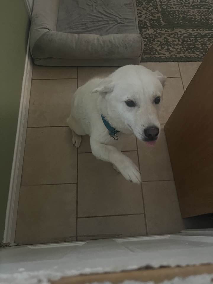 MeOk, Adopted, Young Female Jindo.