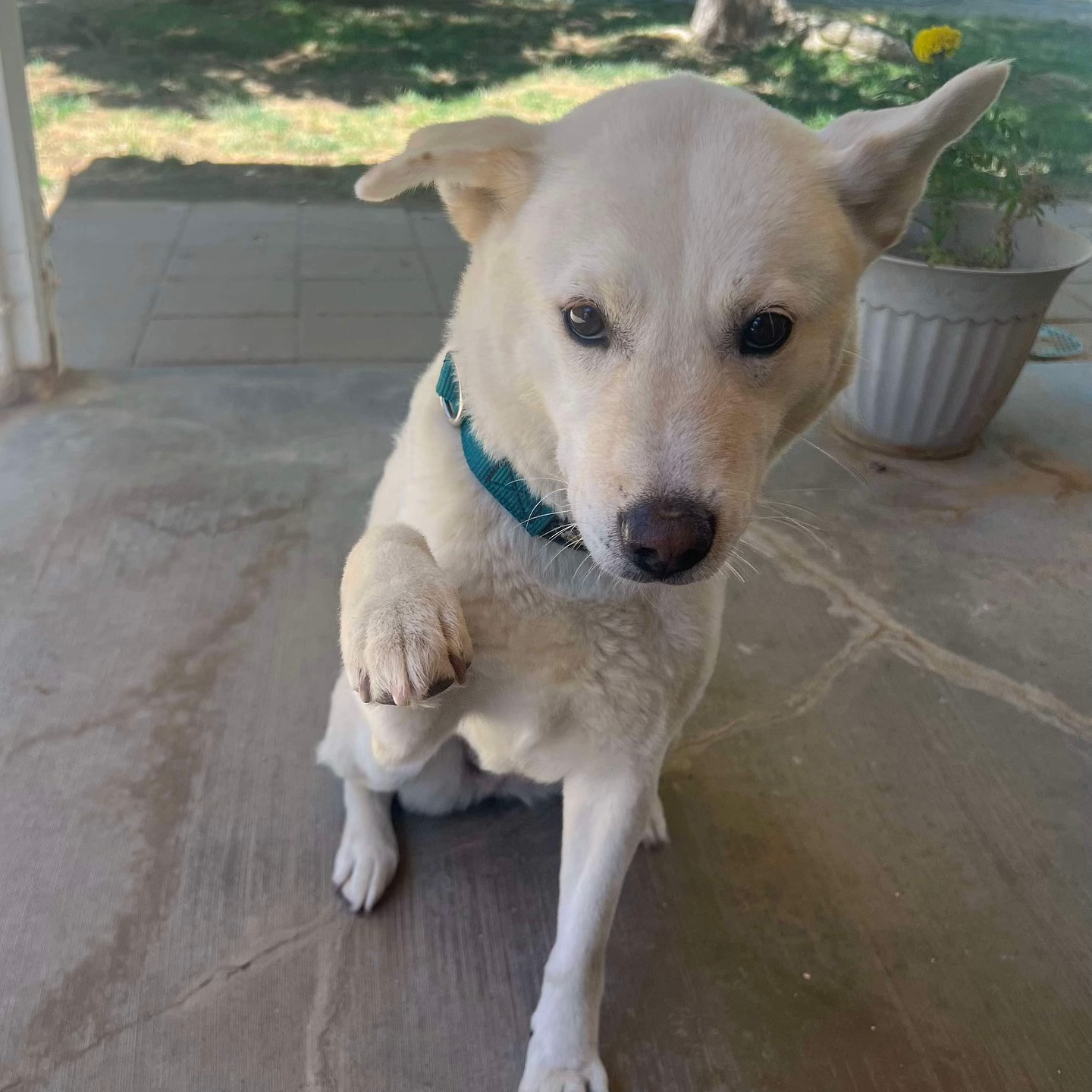 Enlarge MeOk, a Adopted Jindo in Palmdale, CA image 2/5
