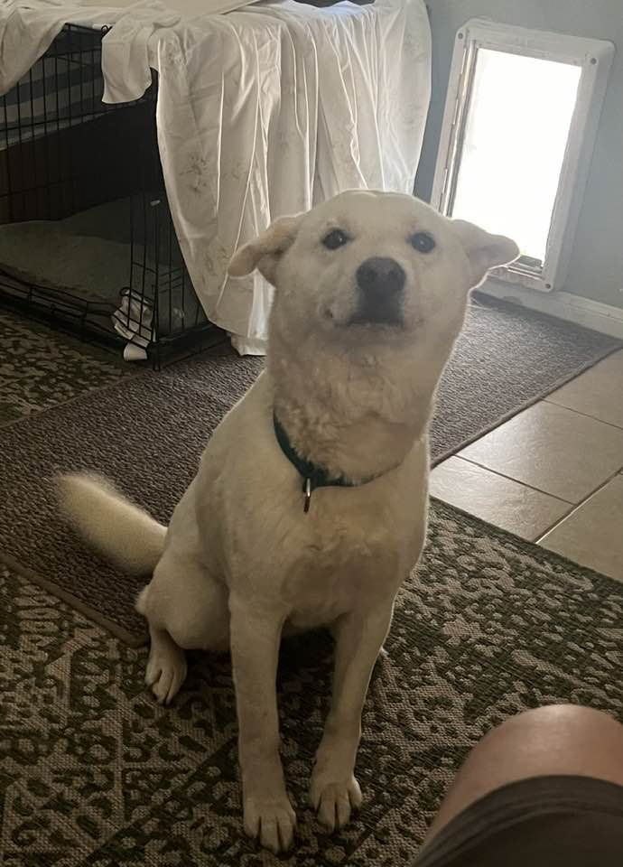 Enlarge MeOk, a Adopted Jindo in Palmdale, CA image 3/5