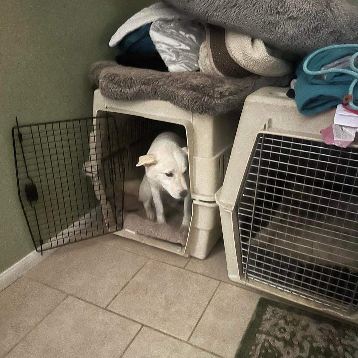 Enlarge MeOk, a Adopted Jindo in Palmdale, CA image 4/5