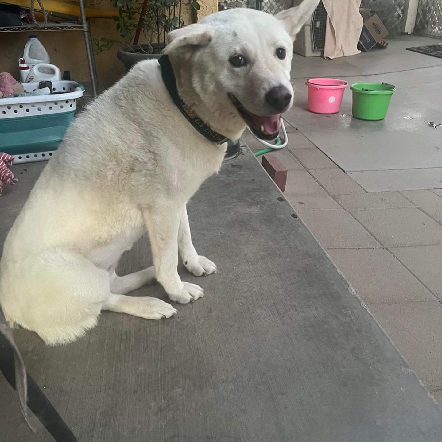 Enlarge MeOk, a Adopted Jindo in Palmdale, CA image 5/5