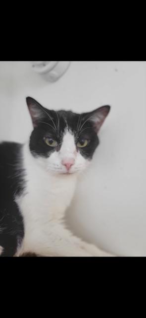 SHADOW (bonded with OLIVER)