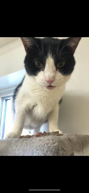 SHADOW (bonded with OLIVER)