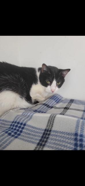 SHADOW (bonded with OLIVER)