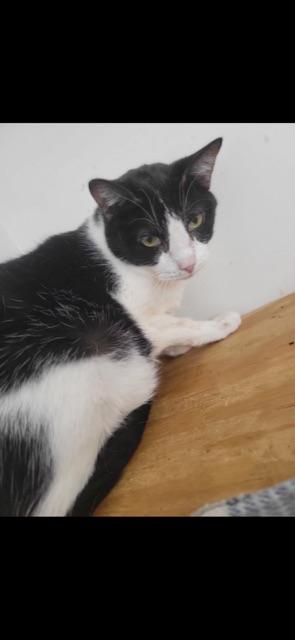 SHADOW (bonded with OLIVER)