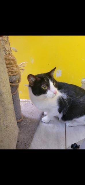 SHADOW (bonded with OLIVER)