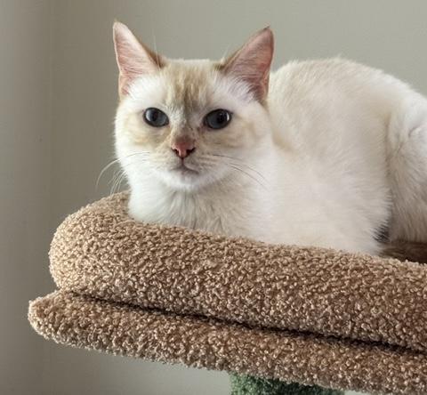 Marshmallow, adopted, Young Female Domestic Short Hair.
