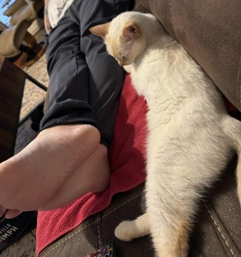 Marshmallow, an adopted Domestic Short Hair in Easley, SC image 4/4
