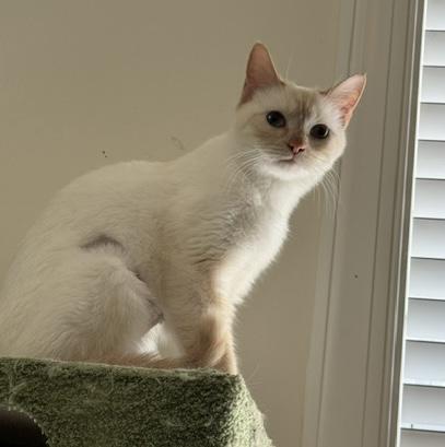 Marshmallow, an adopted Domestic Short Hair in Easley, SC image 3/4
