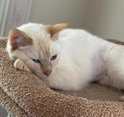 Marshmallow, an adopted Domestic Short Hair in Easley, SC image 2/4