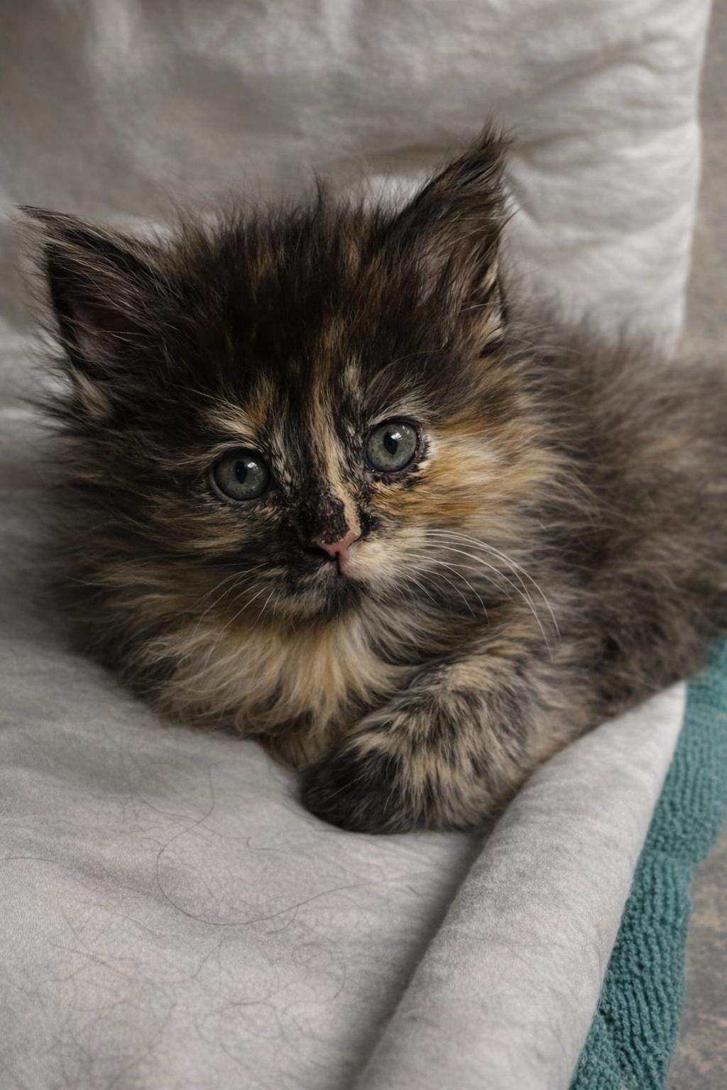 Enlarge Pansy *bonded pair*, a Adoptable Domestic Long Hair in Rio Linda, CA image 1/2
