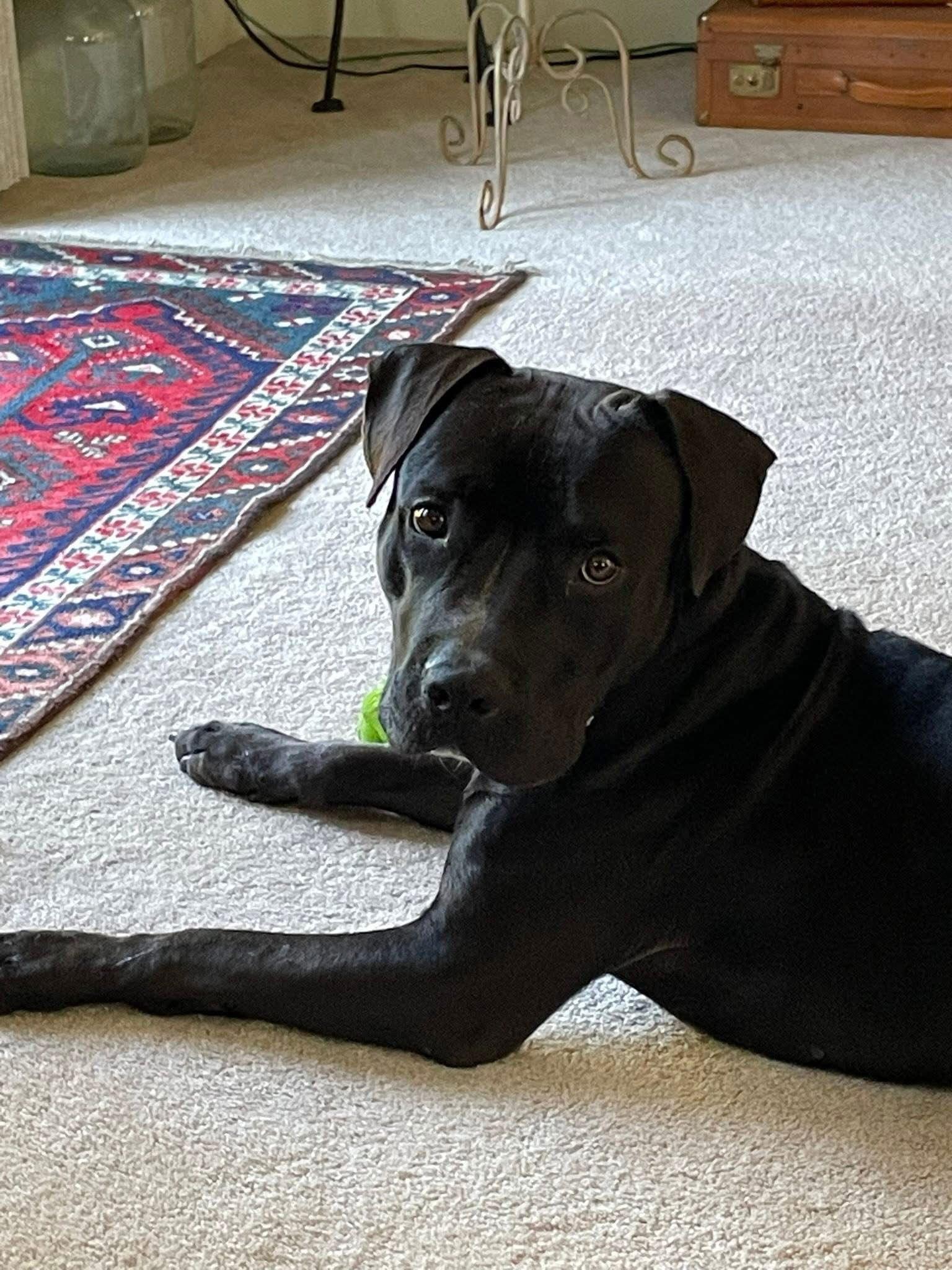 ‘sippi Bear thumbnail 2