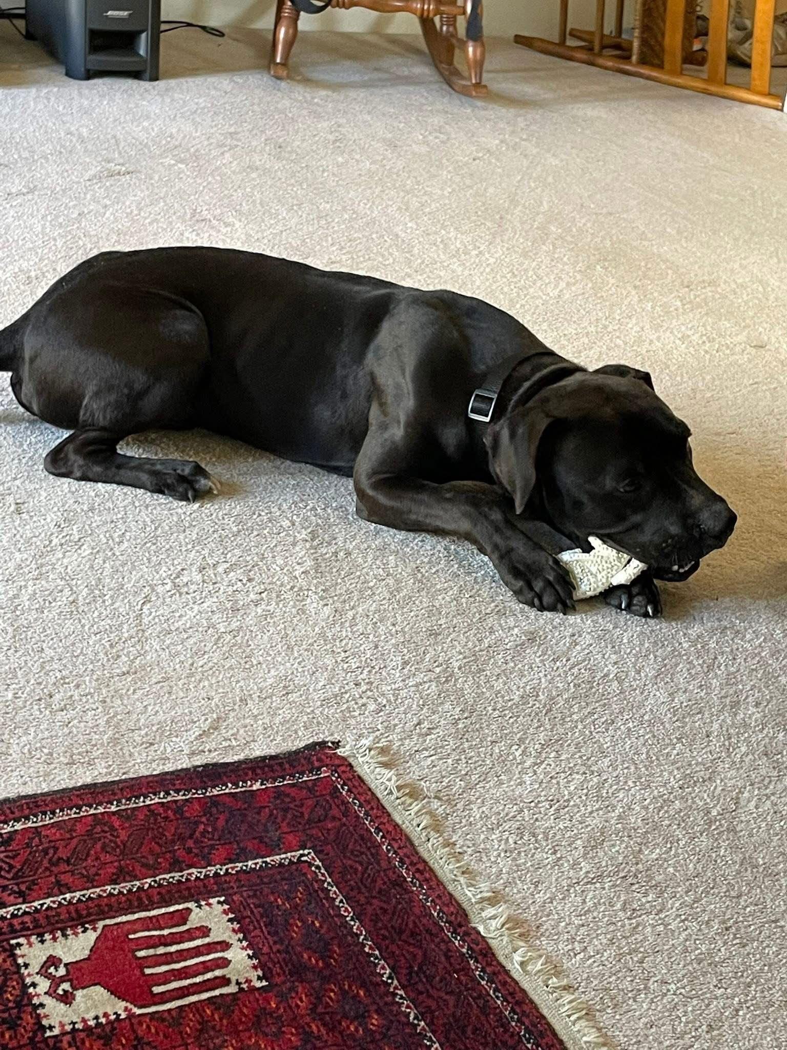 ‘sippi Bear thumbnail 4