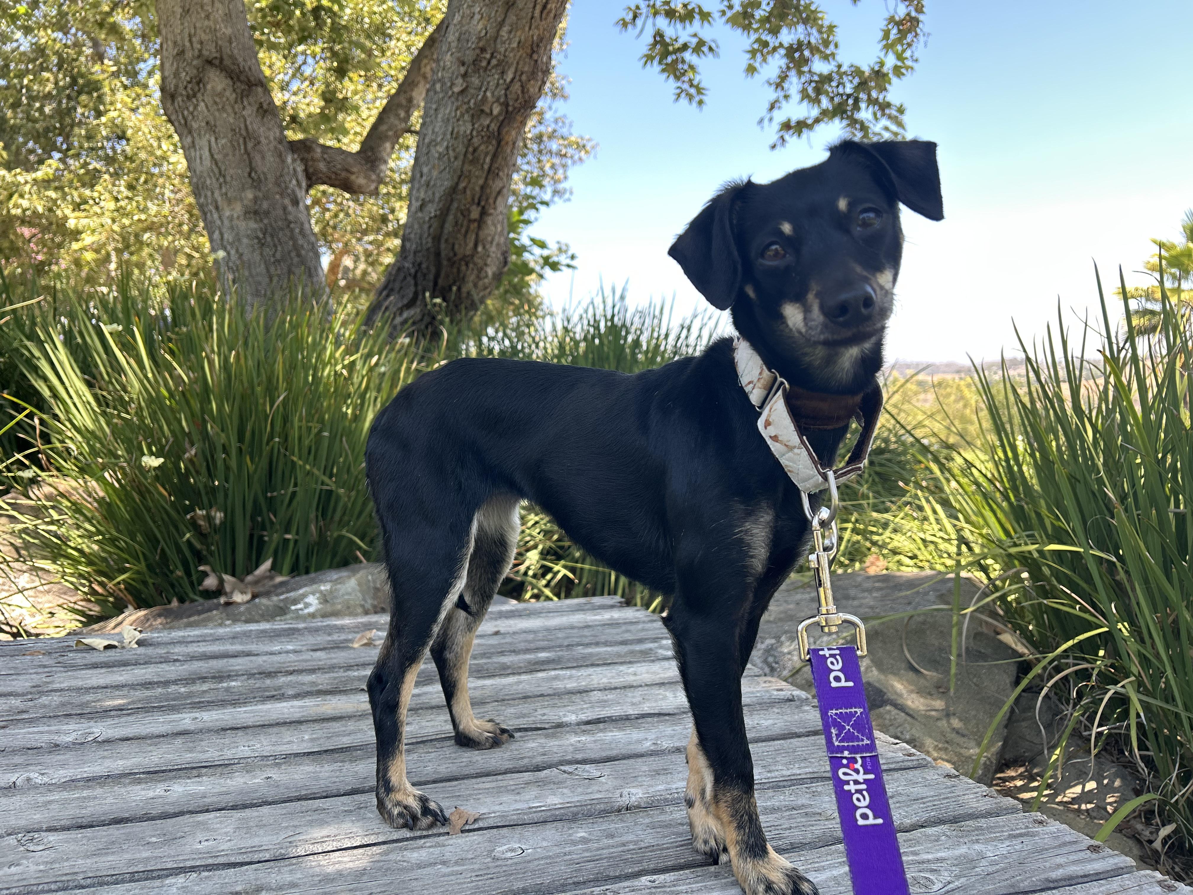 Cookie, Adult Female Dachshund