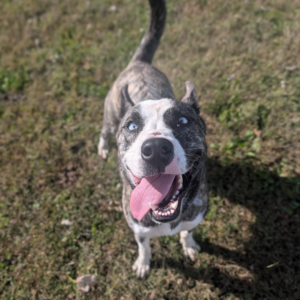 Enlarge Fern, a Adoptable Husky in Jasper, IN image 1/6