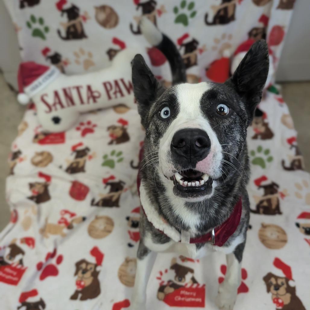 Enlarge Fern, a Adoptable Husky in Jasper, IN image 2/6