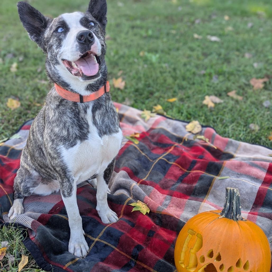 Enlarge Fern, a Adoptable Husky in Jasper, IN image 3/6